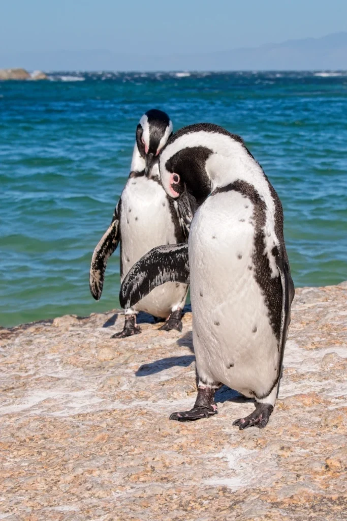 Pinguïn Boulder Beach